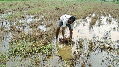 farmer-crop-insurance