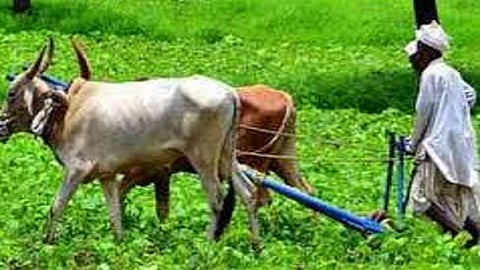 22 crore 74 lakh 82 thousand has been deposited in the accounts of 8099 farmers under Mahatma Jotirao Phule Farmers Debt Relief Scheme