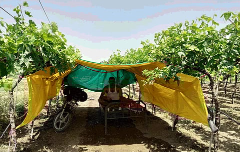 NDRF soldier quarantine in grapes garden
