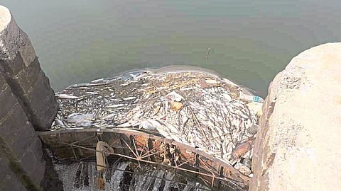 Dead fish near Ramalinga Island; Contaminated water flows into the river