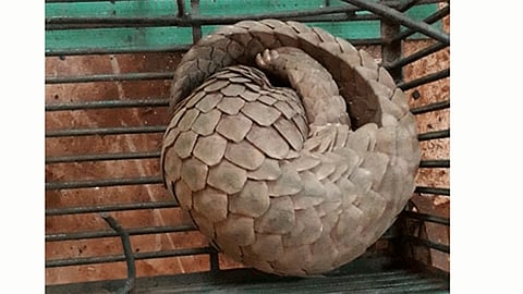 five arrested for cat Smuggling in sawantwadi