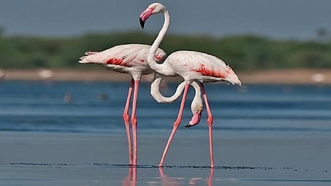 after 25 years flemingo coming in savitri river in ratnagiri its good for birds friendly people