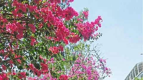 रखरखत्या उन्हात फुलांची मोहिनी