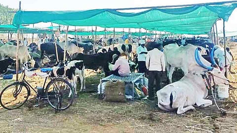 Support of fodder camp to Animals