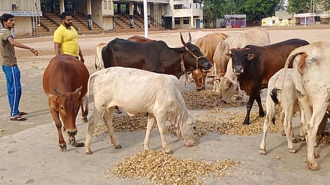 Video : पुणे, पिंपरीतील गरजू नागरिकांसह जनावरांना अशी करताहेत मदत...