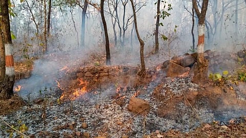 Fires In 150 Hectares Of Forest Area In Ajara Every Year Kolhapur Marathi News