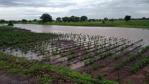 नानेगाव (ता. बदनापूर) शिवारात पिकांत शिरलेले पावसाचे पाणी