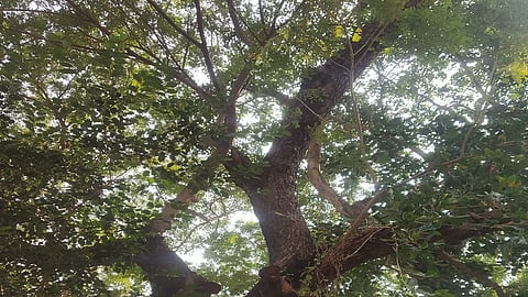 maharashtra andhashraddha nirmulan committee challenged to people regarding superstition in sironcha of gadchiroli