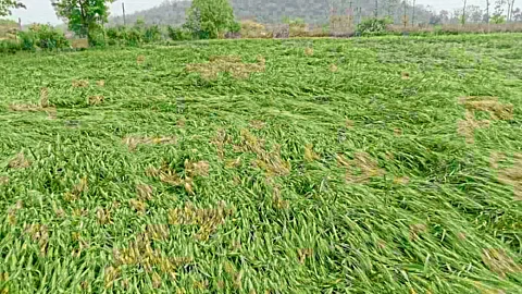 crop damaged due to heavy rain in ambada of nagpur