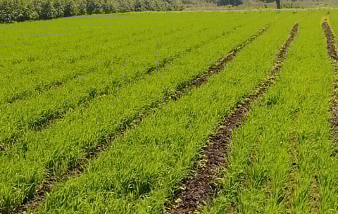 Damage to farmers due to untimely rains in Ahmednagar