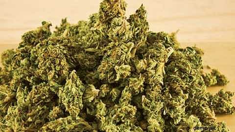 Akola News: Cannabis smuggling network at the foot of Satpuda?