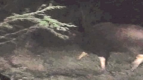 Fear of four cows entering Ankalkhop area