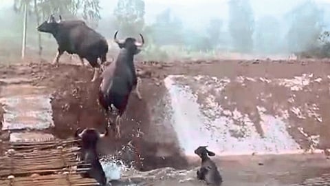 kolhapur right dudhganga canal gawa