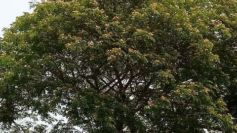 Even in the shadow of Coronas death Chaitrapalvi continues to flourish Gadchiroli news