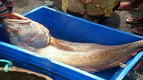 One crore muddy fish went out into the water due to a torn net