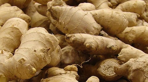 ginger price hike latest marathi news