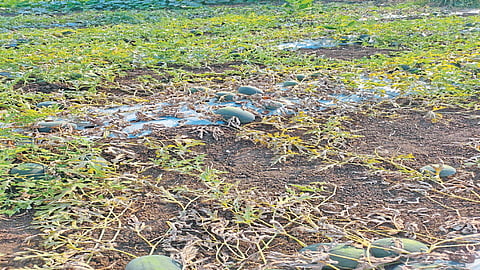 कोरोना: शेकडो हेक्टरवरील फळबागांवर संकट