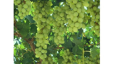 The ax turned on the vineyard at Danoli