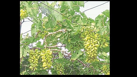 Concerns of grape growers increase in Kavthemahankala taluka