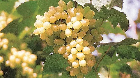 grapes.jpg