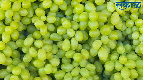 4000 farmers sparked in sangli for crop of grapes grant stop in sangli