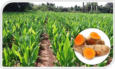 Farmers tend to cultivate turmeric