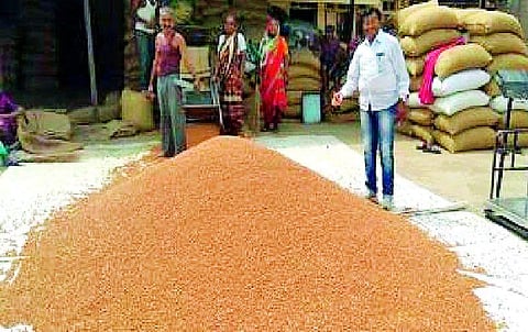 जळगाव जिल्ह्यात १५ हमीभाव खरेदी केंद्रांना प्रारंभ