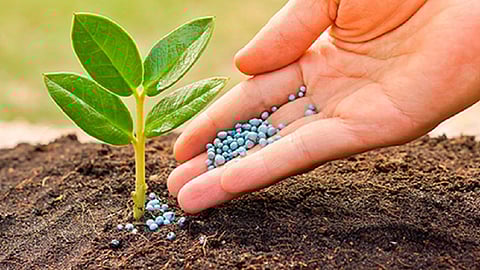 special story on 27 year lady forcing a watermelon for last year and 15 lakh rupees received in ratnagiri