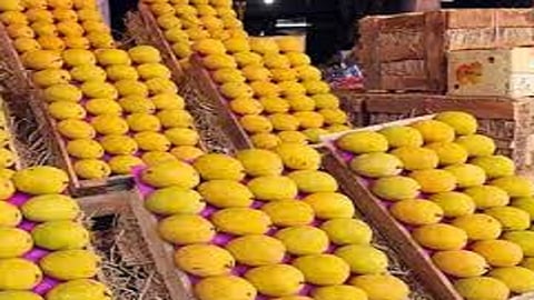 under the global brand konkan hapus mango direct sale by farmers to foreign buyers in sindhudurg