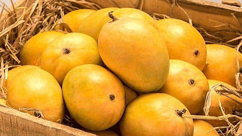 Homemade hapus available in red zone of Pune Mumbai