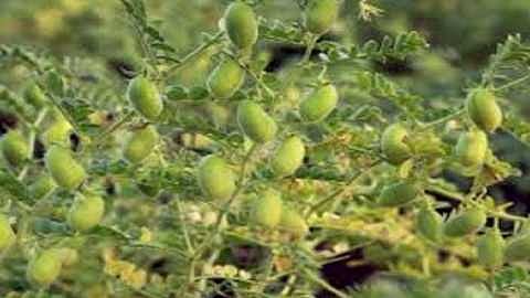 Akola Marathi News Fungus attacks on gram, crop burning rate is high; Ali also led the innings