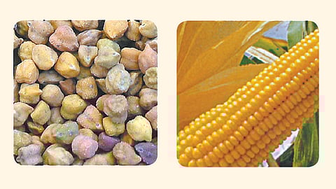 येत्या रबी हंगामात हरभरा, मका फायदेशीर