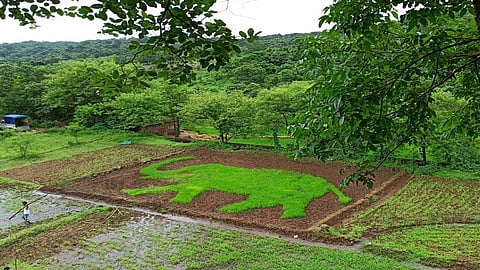 Paddy Art by Sahyadri Nature Friend elephant landed farming in Chiplun ratnagiri
