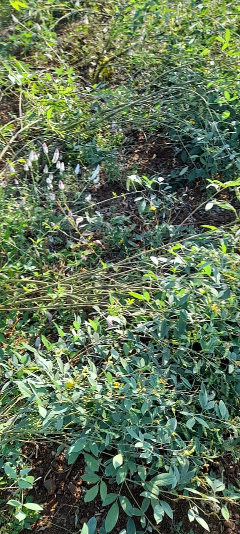 The threeThe three acres in Khadki have been destroyed by wild boars acres in Khadki have been destroyed by wild boars