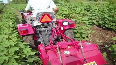 farmer vanished all cotton crops by using tractor