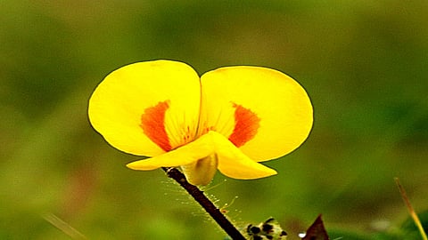 flowers beauty in masai pathar kolhapur people also enjoyed tourism in this area