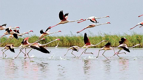 फ्लेमिंगो