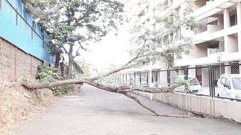 jambulw2adi.jpg