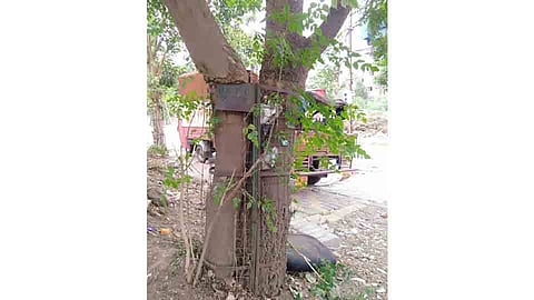 The trees have become misery because at old Sangvi