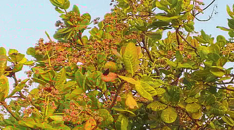 Mango weather changing trend re-enticed in Rajapur