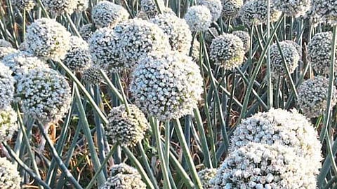 Akola News: Farmers will not sow onion and seed prices have gone up