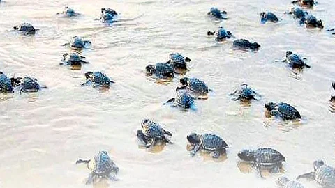 olive ridley tortoise egg not found on sea beach in ratnagiri for this year