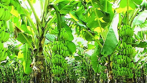 60 ton banana crop cultivated on 21 people with help of self employed group in ratnagiri