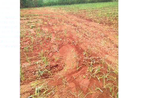 नुकसानींचे पंचनामे करण्याच्या मंत्री वळसे पाटील यांच्या सूचना