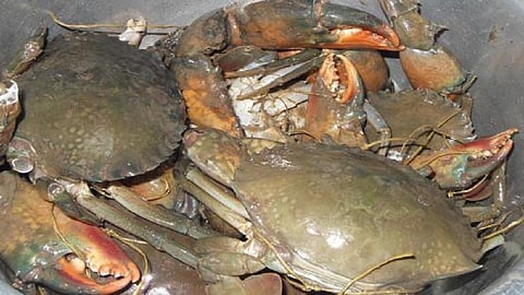 konkan people enjoying crab special food
