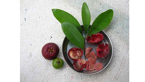 आहारवेद कोकम; ९ शारीरिक समस्यांवर आहे गुणकारी