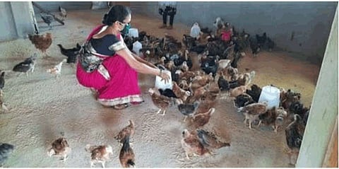 earned rs 40 lakhs from poultry farming in ratnagiri