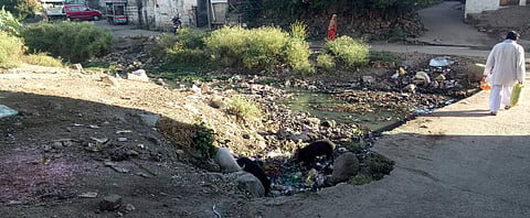 pigs are causing trouble to the citizens in Nagpur Gramin