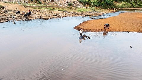 Released Water Into The Tamraparni River Kolhapur Marathi News