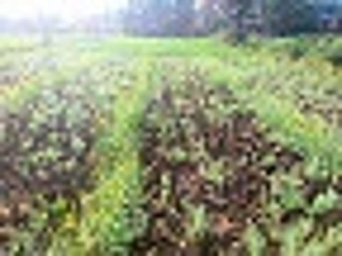 kolkapur kowad Lentils farmer Product loss